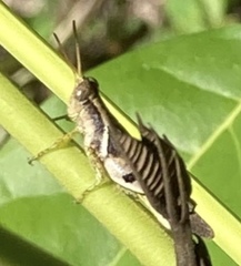 Abracris dilecta