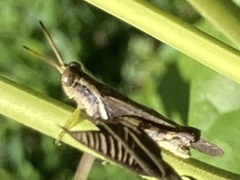Abracris dilecta