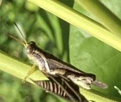 Abracris dilecta