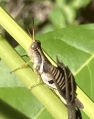 Abracris dilecta