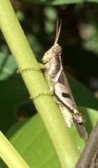 Abracris dilecta