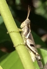 Abracris dilecta