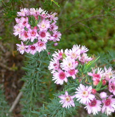 Verticordia plumosa