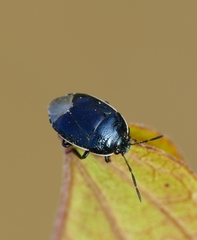 Canthophorus