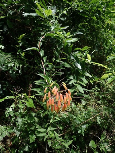 Bomarea multiflora (Bomarea multiflora)