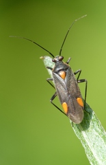 Capsodes flavomarginatus