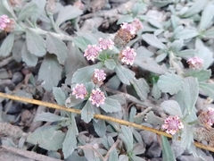 Phyla nodiflora