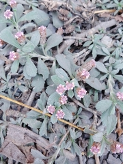 Phyla nodiflora