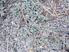Phyla nodiflora