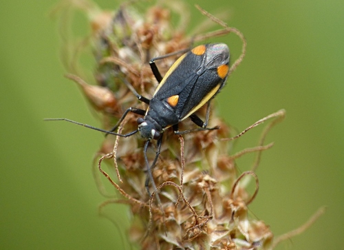 Gotiškoji Žolblakė nuotrauka
