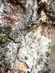 Trichadenotecnum alexanderae