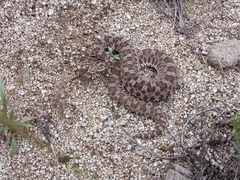 Bothrops ammodytoides