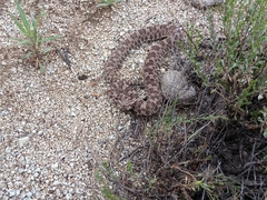 Bothrops ammodytoides