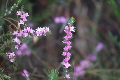 Boronia stricta