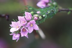 Boronia stricta