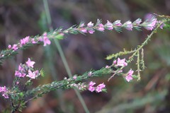 Boronia stricta