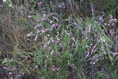 Boronia stricta