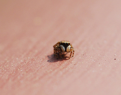 Attulus penicillatus