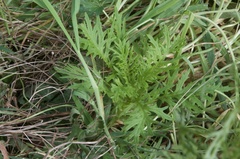 Senecio bipinnatisectus