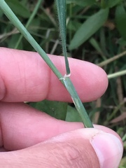 Hordeum murinum glaucum