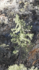Pseudotsuga macrocarpa
