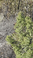 Pseudotsuga macrocarpa