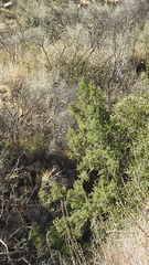 Pseudotsuga macrocarpa