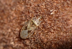 Chilacis typhae