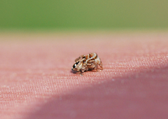 Attulus penicillatus