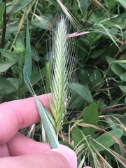 Hordeum murinum glaucum
