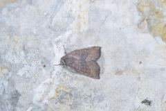 Atethmia ambusta