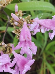 Fridericia platyphylla