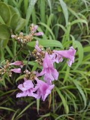Fridericia platyphylla