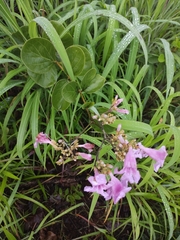 Fridericia platyphylla