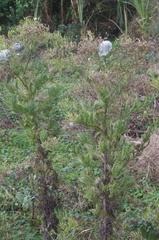 Senecio bipinnatisectus