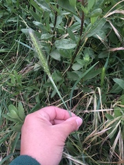 Hordeum murinum glaucum