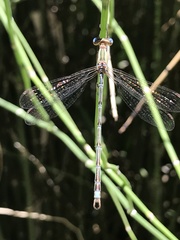 Lestes undulatus
