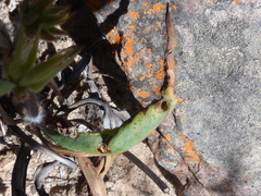 Pelargonium longiflorum
