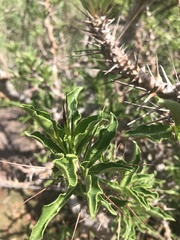 Pachypodium saundersii
