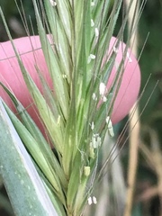 Hordeum murinum glaucum