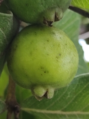 Psidium laruotteanum