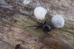 Steatoda capensis