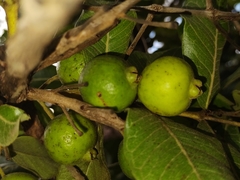 Psidium laruotteanum