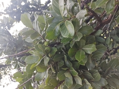 Psidium laruotteanum