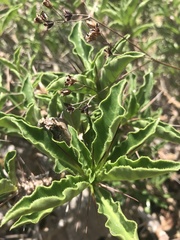 Pachypodium saundersii
