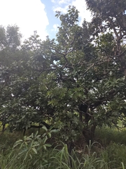 Psidium laruotteanum