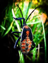 Petascelis remipes