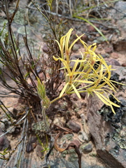 Pelargonium longiflorum