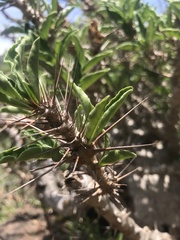 Pachypodium saundersii