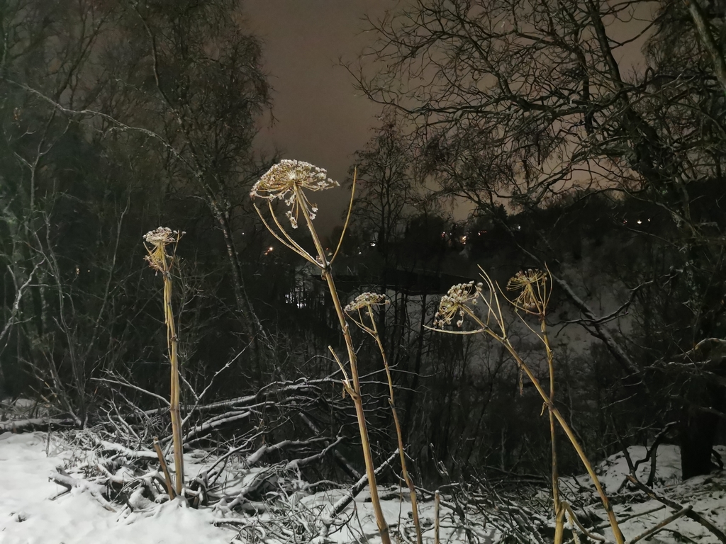 Heracleum persicum; photograph (c) Thor-Rune Hansen, some rights reserved (CC BY-SA)